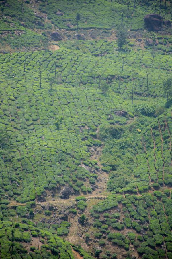 Aranyaka Resorts Munnar Exteriör bild